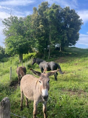 Domain Donkeys at Pignata