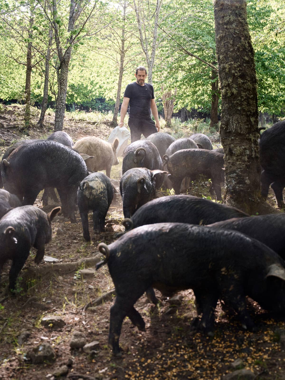 Open-air pig farming at A Pignata