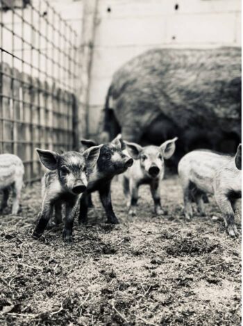 Pignata Corsican Pig Farming