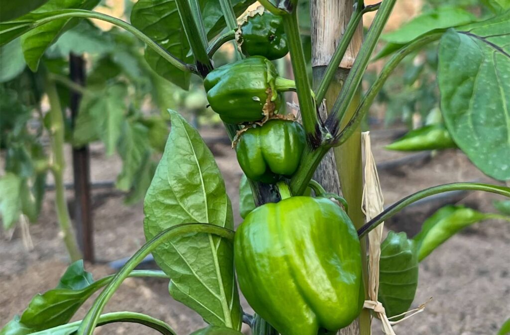 Légumes de la ferme