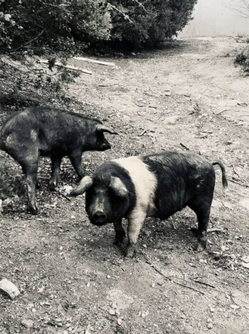 Pignata Black Pig