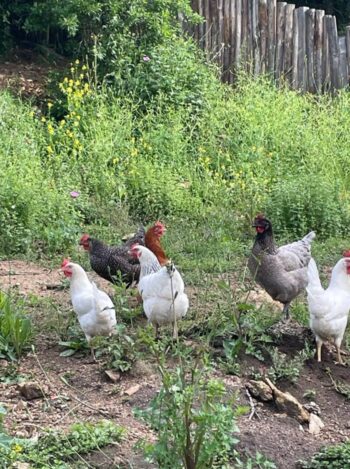 Pignata Chicken Coop